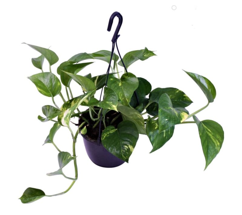 Scindapsus Aureum (hangplant)